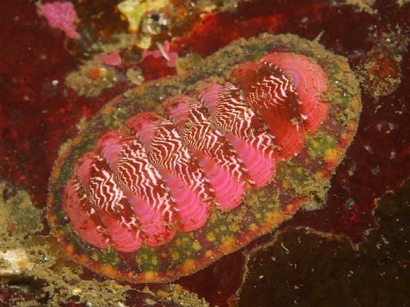 Thumbnail of p-cpcjrzqfhmg-c44ace51f9a244ca 1