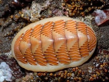 Thumbnail of p-cpcjrzqfhmg-c44ace51f9a244ca 3