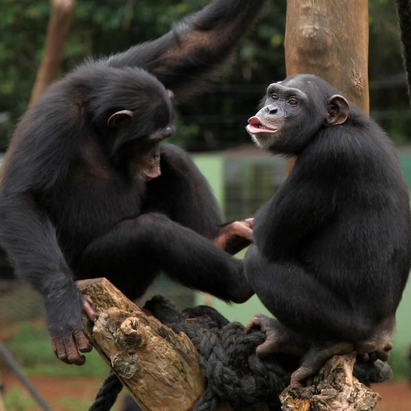 Thumbnail of p-caycimqavlh-c4bf13476f8f46c4 0