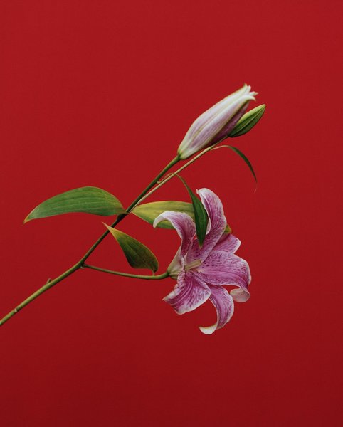 Thumbnail of p-cuc9y1arwmk-c549cfefd973403a 1