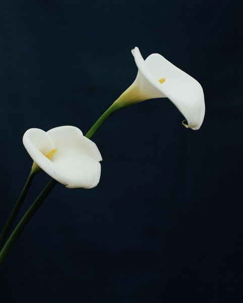 Thumbnail of p-cuc9y1arwmk-c549cfefd973403a 2