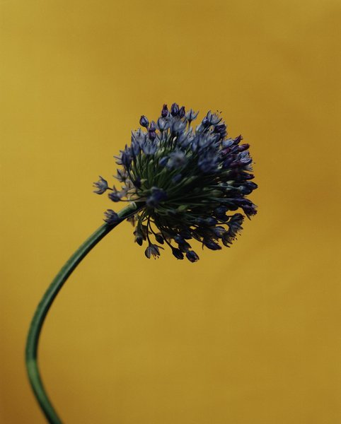 Thumbnail of p-cuc9y1arwmk-c549cfefd973403a 3