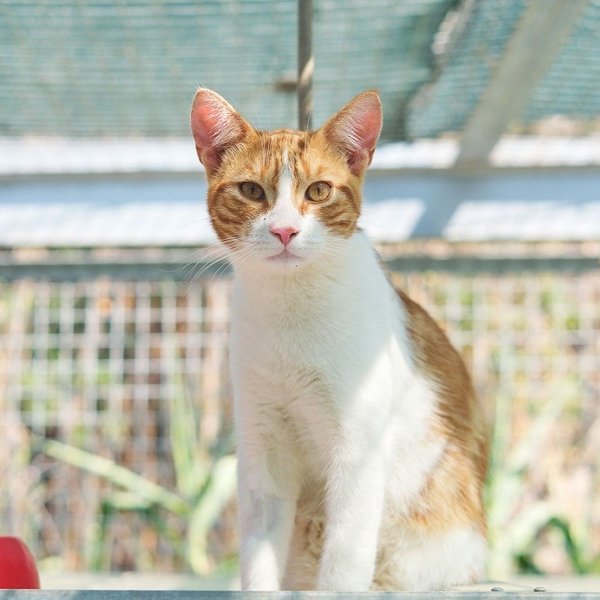 Thumbnail of csgj0hoi-r0-c5a285f401014430 0