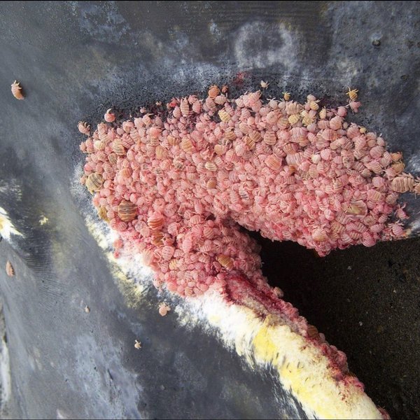 Thumbnail of p-cjuws2urica-c5e50af293134922 0