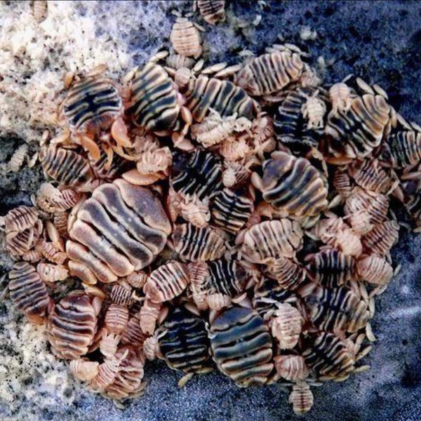 Thumbnail of p-cjuws2urica-c5e50af293134922 1