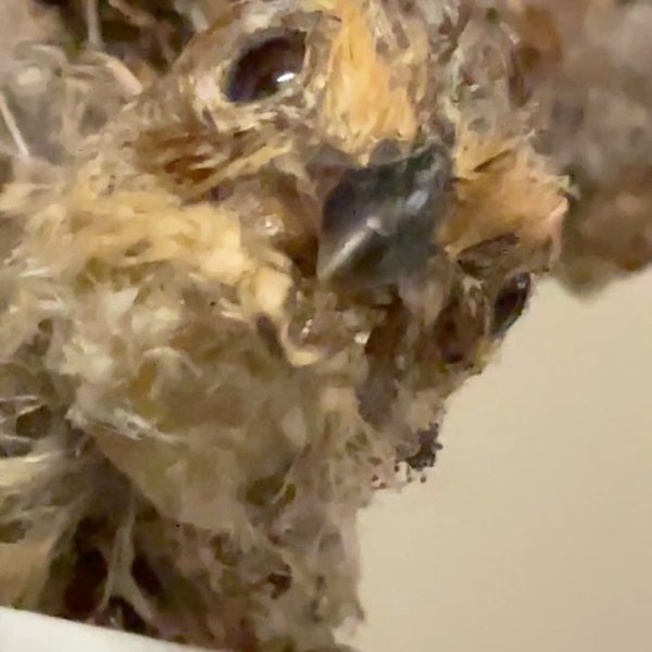 Thumbnail of p-da9hjszvmaw-c82244c5363b48e2 2