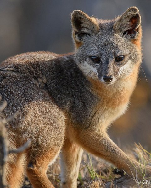 Thumbnail of www-instagram-com-p-dqrrniscfum-img-index-2 2