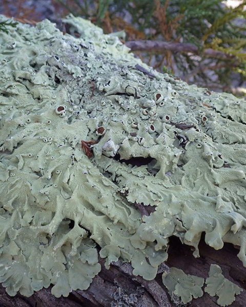 Thumbnail of www-instagram-com-p-dqrrniscfum-img-index-2 4