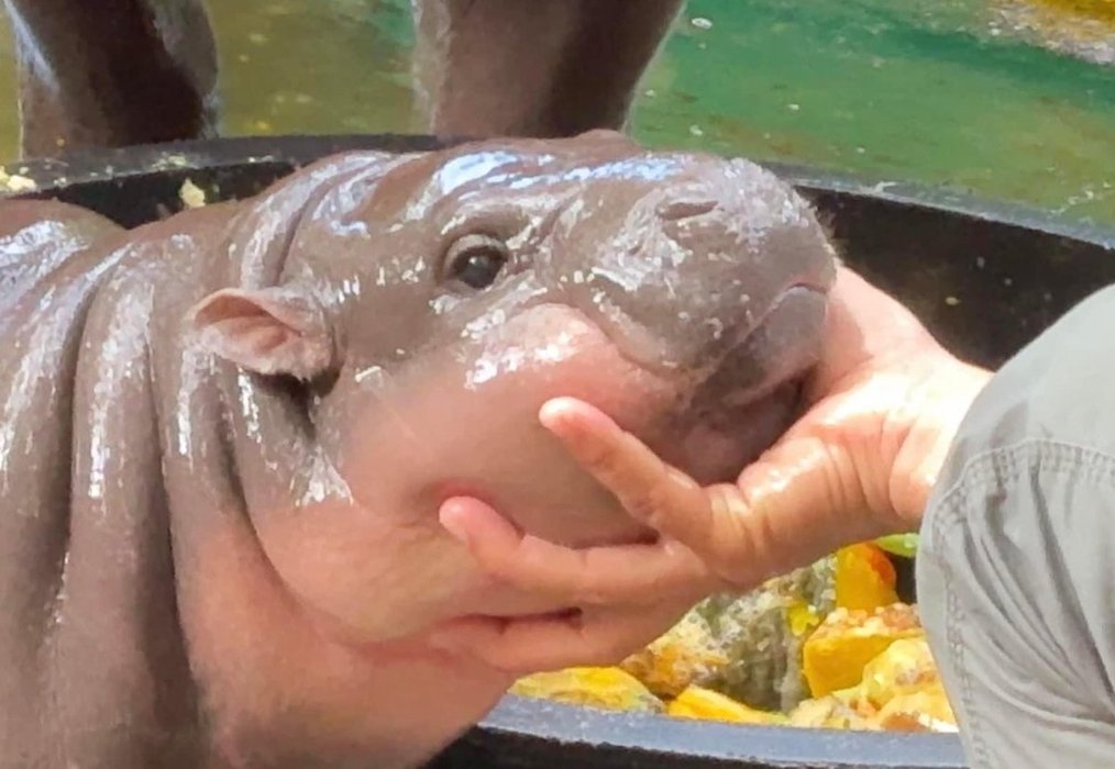 Thumbnail of www-x-com-sighyam-status-1836076407627141624-c89a348cf4c3443f