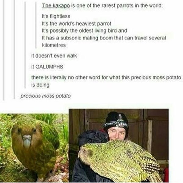 Thumbnail of p-bbkuzillj84-c89d1ee087ea4463 0