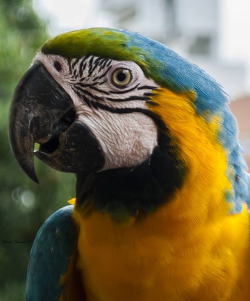 Thumbnail of p-bacu9nnnnts-c9c718050dac48ef 0