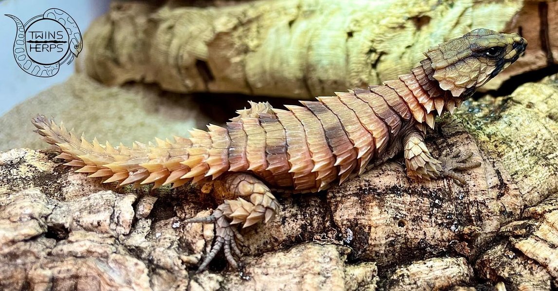 Thumbnail of capwul6m-or-c9e189e5119e4021 0