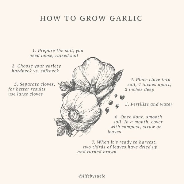 Thumbnail of www-instagram-com-p-cgvwgtfgu4t 2