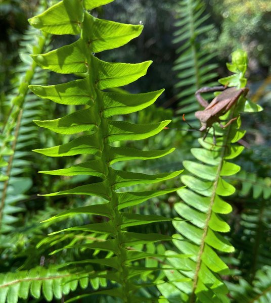 Thumbnail of p-b9cs9cmh7on-cb0436bf30b2448b 1