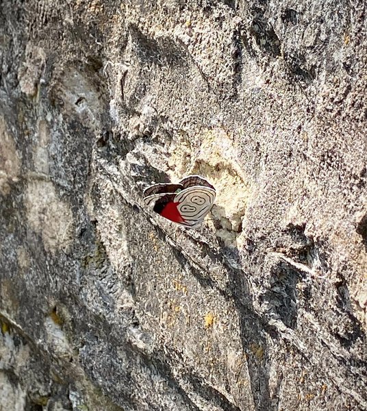 Thumbnail of p-b9cs9cmh7on-cb0436bf30b2448b 4