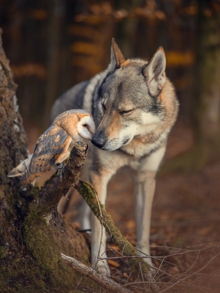 Thumbnail of p-dqpegqsglcn-cb21d161be5f42e1 0