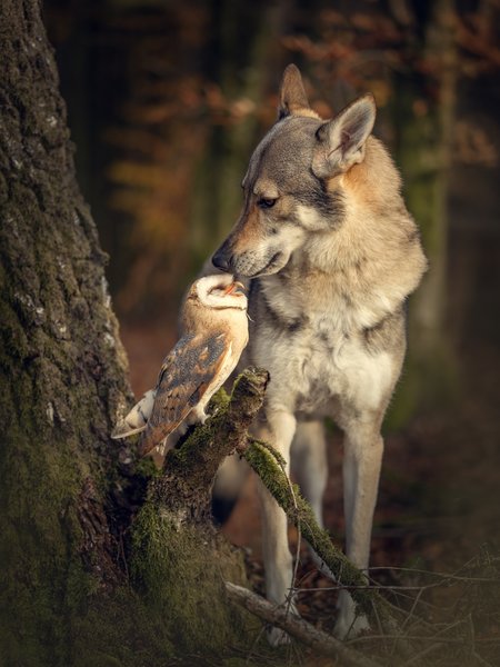 Thumbnail of p-dqpegqsglcn-cb21d161be5f42e1 1