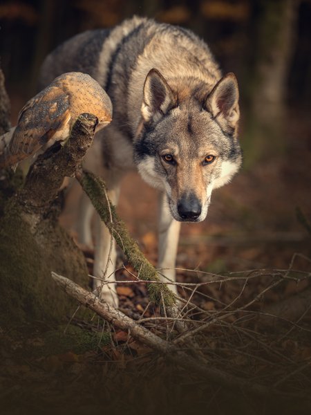 Thumbnail of p-dqpegqsglcn-cb21d161be5f42e1 2