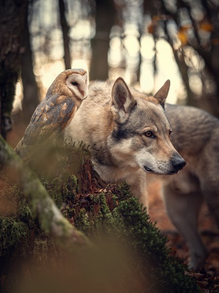 Thumbnail of p-dqpegqsglcn-cb21d161be5f42e1 3