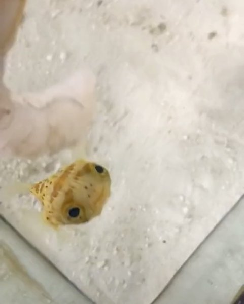 Thumbnail of cigqchpd-7h-cc19fd2ef6c4440b 1