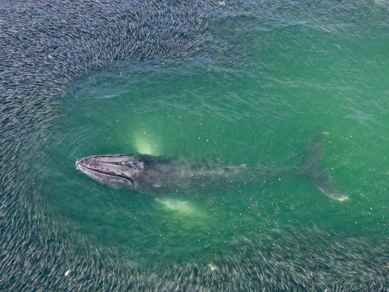 Thumbnail of p-b0cq967arvd-cf210ea60a974702 0