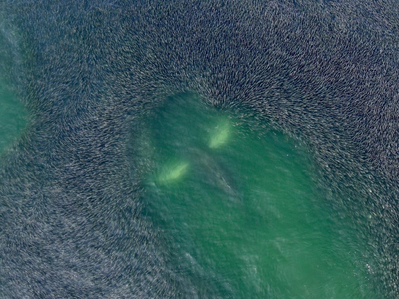 Thumbnail of p-b0cq967arvd-cf210ea60a974702 2