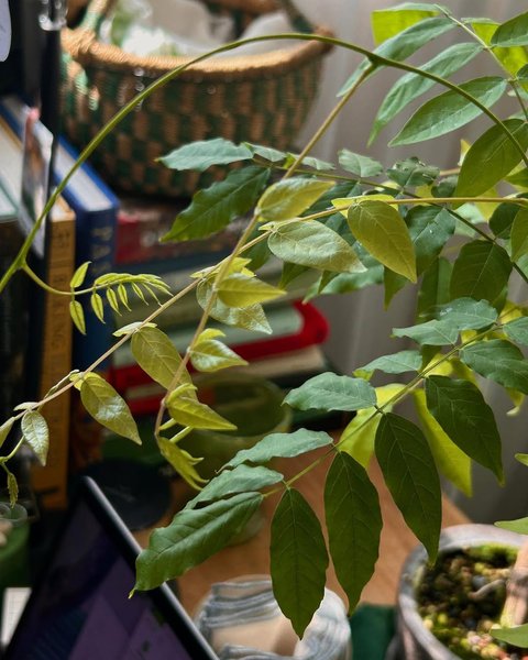 Thumbnail of p-cvjnbpwubxm-cfcaf750a04442ce 4