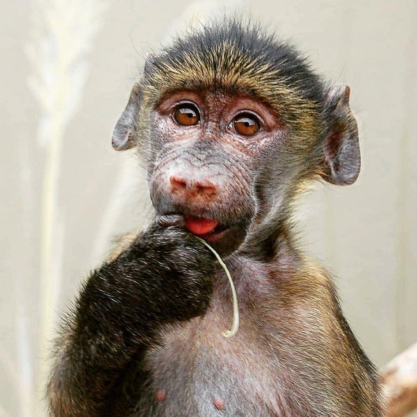 Thumbnail of p-btqfcrqgkvt-cfe7030ee8454e30 0