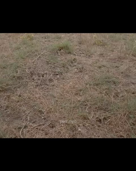 Thumbnail of p-di9q1zirn06-d09ad452f24f43dc 10