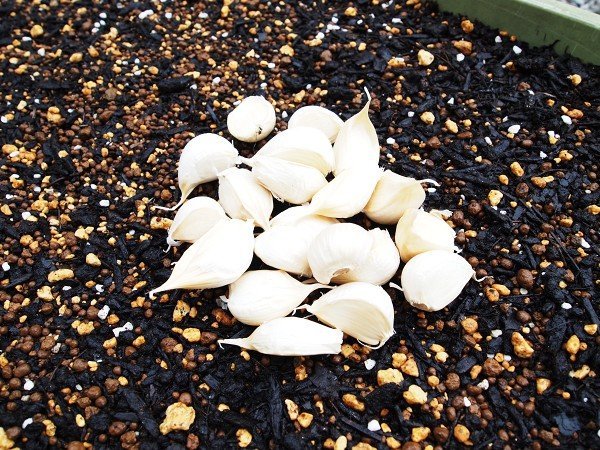 Thumbnail of www-x-com-farm-sasaki-status-1714209402318967035-d17e702fd0234cb2