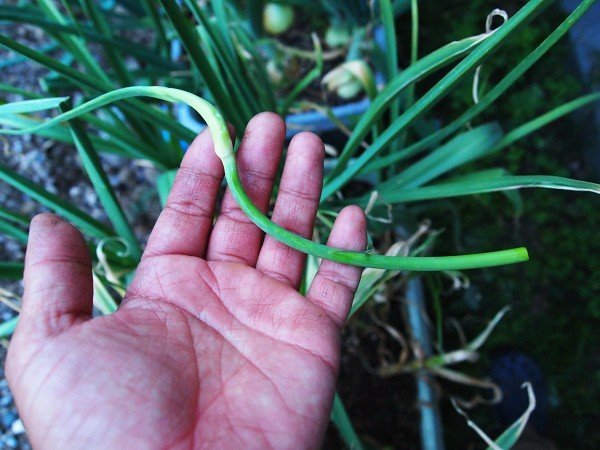 Thumbnail of www-x-com-farm-sasaki-status-1714209402318967035-d17e702fd0234cb2