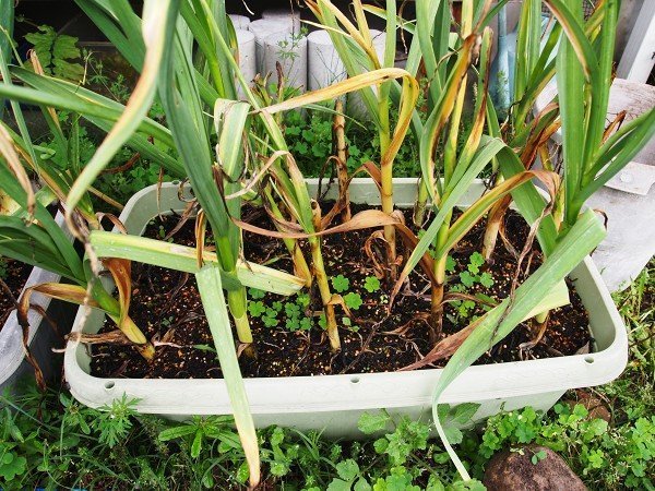 Thumbnail of www-x-com-farm-sasaki-status-1714209402318967035-d17e702fd0234cb2