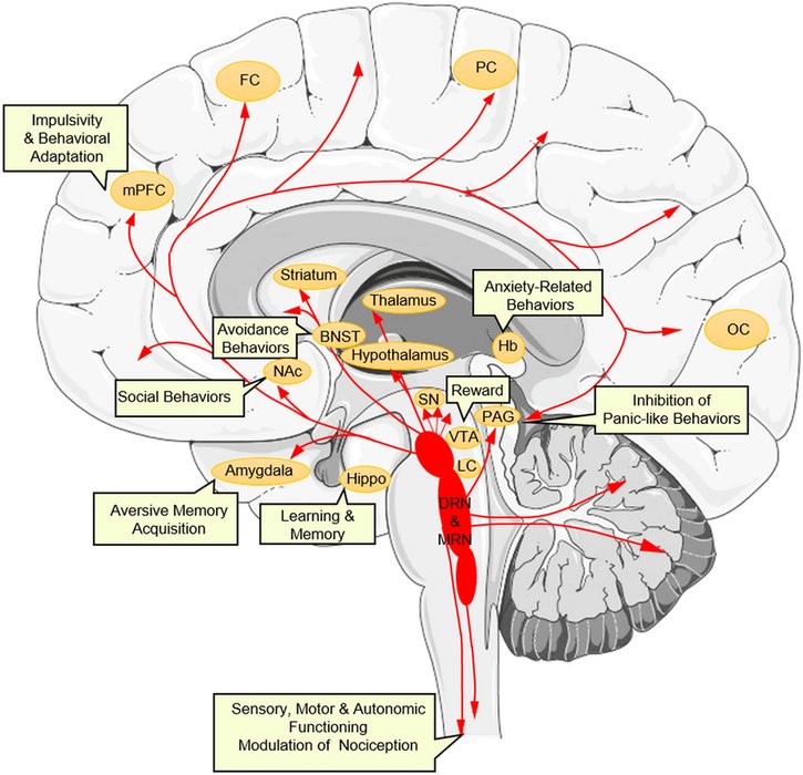 Thumbnail of www-x-com-bowtiedneuron-status-1702661171843670053-d3b1b3161f7a4703