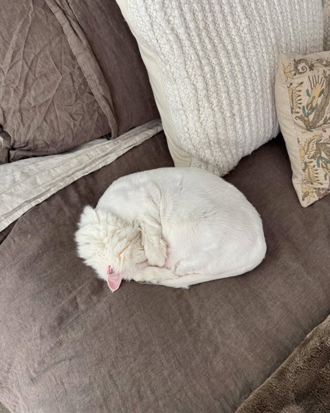 Thumbnail of p-dfbd1vesodn-d54ec560131c4b12 5