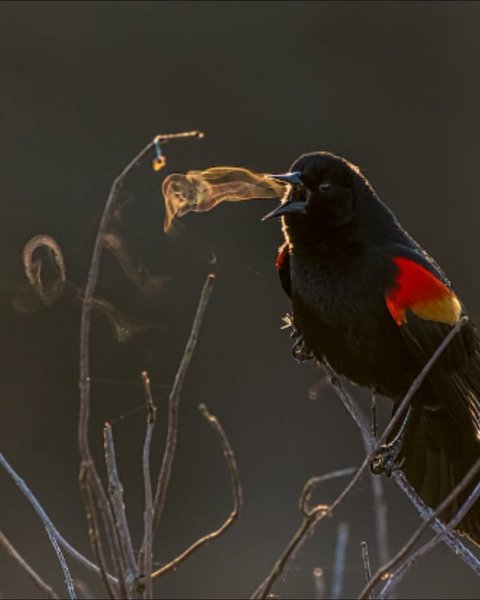 Thumbnail of cp-k1uuupox-d5d4ecc7119a4396 1