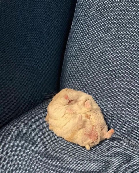 Thumbnail of cte0f-4nnrg-d5f07e127ebd4e8a 0