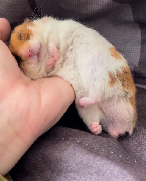 Thumbnail of cte0f-4nnrg-d5f07e127ebd4e8a 2