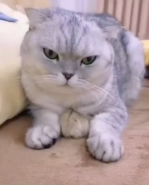 Thumbnail of cte0f-4nnrg-d5f07e127ebd4e8a 8