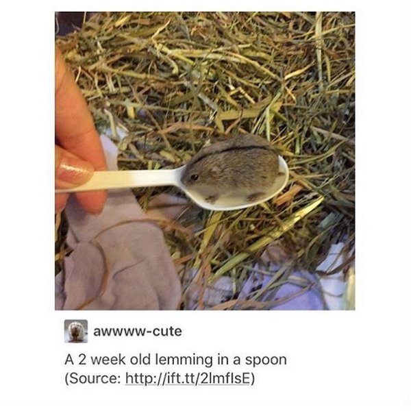 Thumbnail of p-b8ejddahxnu-d5fc8c7cfeda401e 0