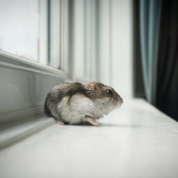 Thumbnail of p-baofmowgw52-d689de4c26b24b0a 0