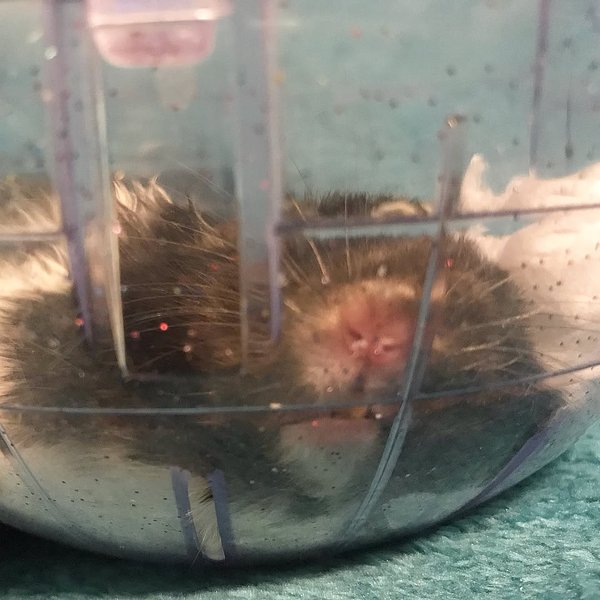 Thumbnail of p-baofmowgw52-d689de4c26b24b0a 1