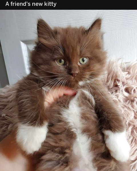 Thumbnail of p-b1hmedpp7s6-d73eb29ceca94b43 0