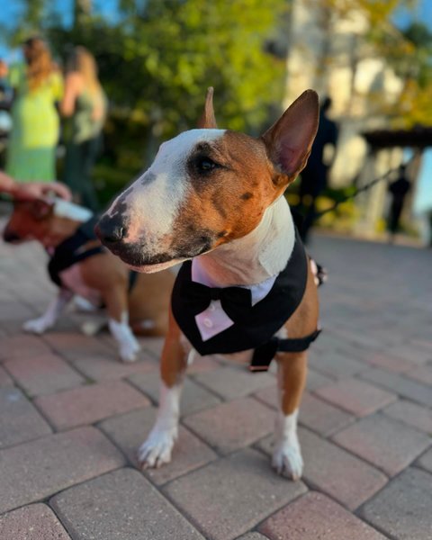 Thumbnail of c57iy-3rskk-d98a27e002004534 3