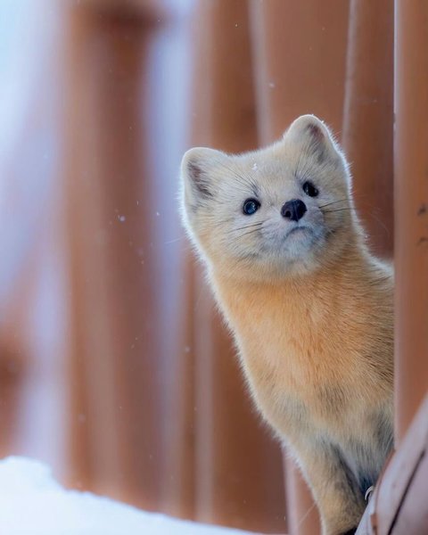 Thumbnail of tuu4tc-hq-dae2756930964804 2