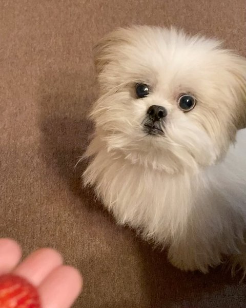 Thumbnail of p-c11qoachmm7-db6f7939b3e84624 4