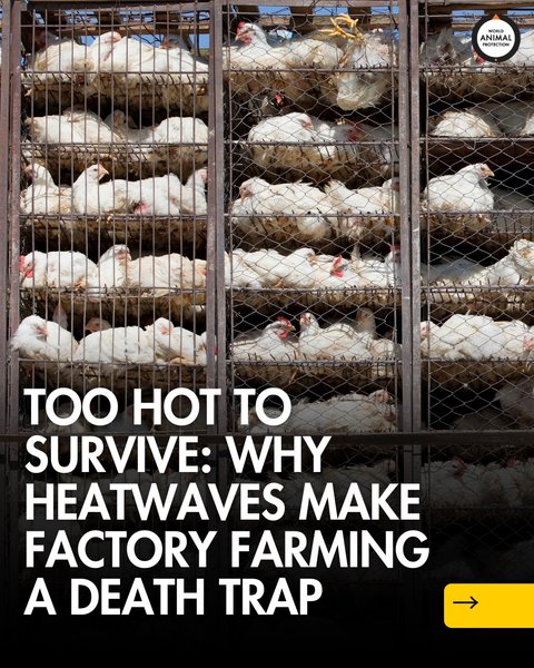 Thumbnail of p-dnb4cost9ri-dba9e444cd2f4cdb 0