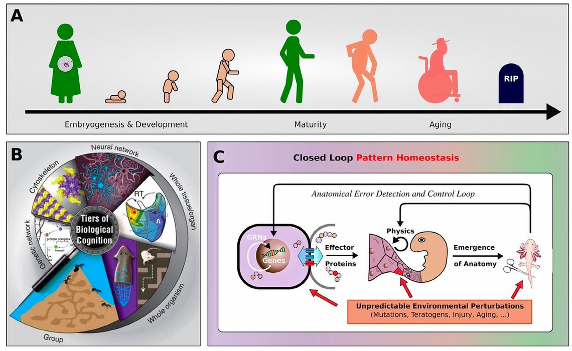 Thumbnail of www-x-com-drmichaellevin-status-1977876002958115177-dc3e9235312a4f77