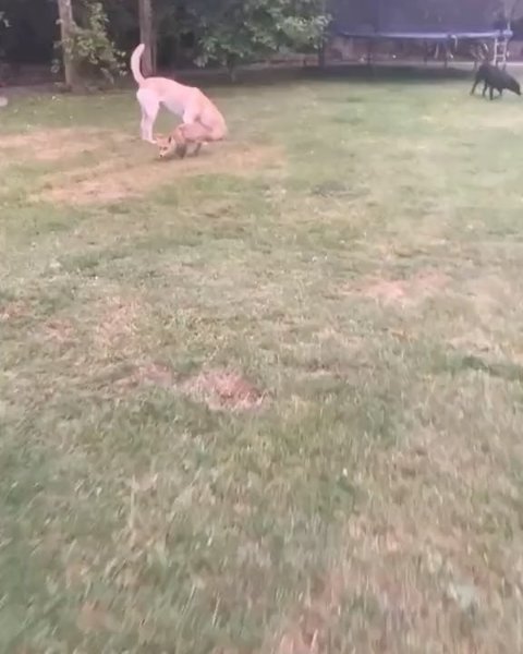 Thumbnail of p-djd35zxohqk-dde0ec5e95664b1a 2