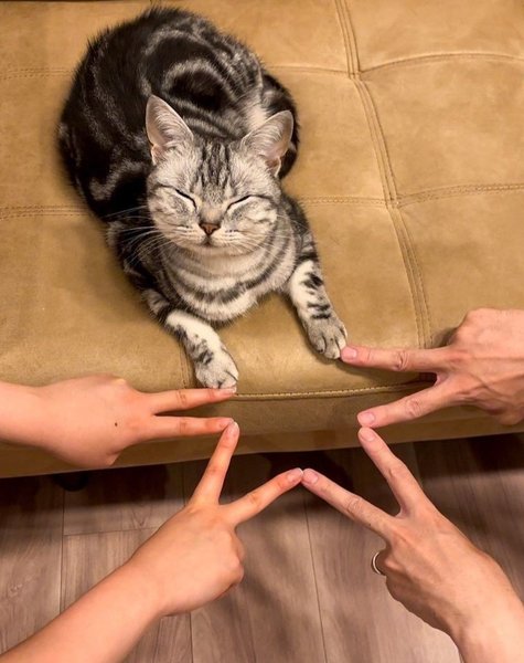 Thumbnail of p-dcbahgisvdt-deb70f42ea4144e5 0