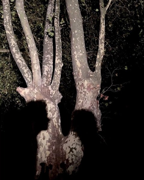 Thumbnail of p-copcveeuwq1-dfdf5831617249c8 2